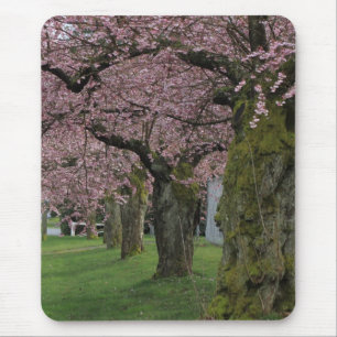 Spring cherry  blossoming trees mouse pad
