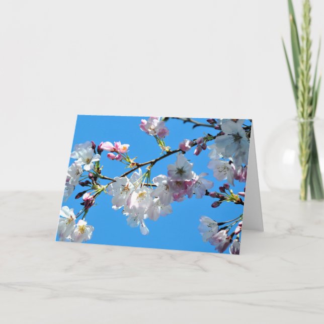 Spring Cherry Blossoms Card (Front)