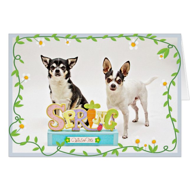 Spring Chihuahua's (Front Horizontal)