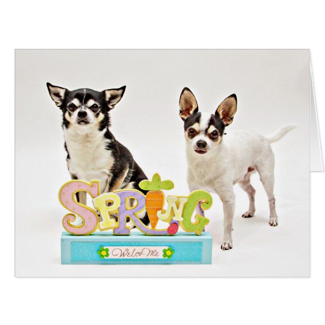 Spring Chihuahua's (Front Horizontal)