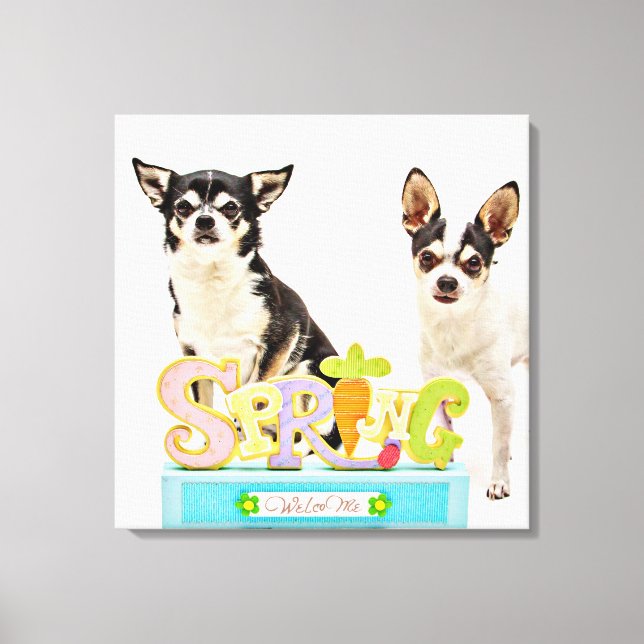 Spring Chihuahua's Canvas Print (Front)