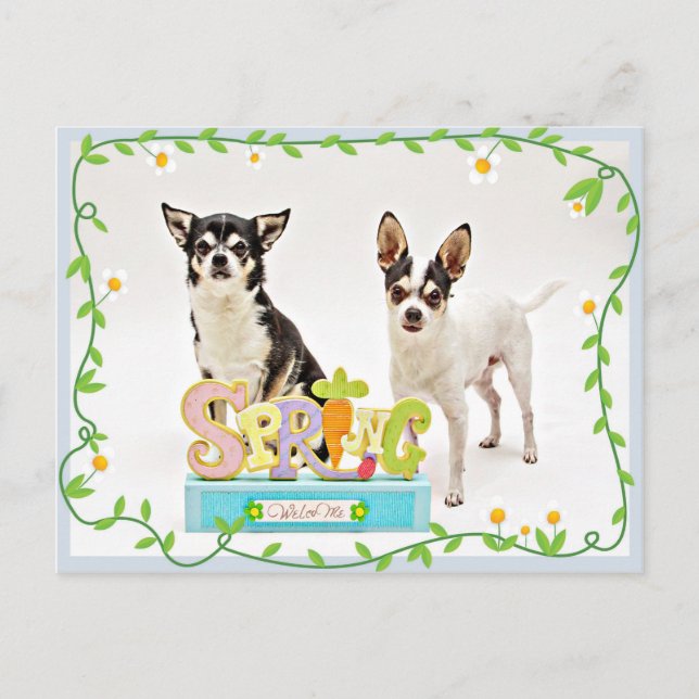 Spring Chihuahua's Postcard (Front)