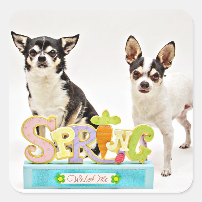 Spring Chihuahua's Square Sticker (Front)