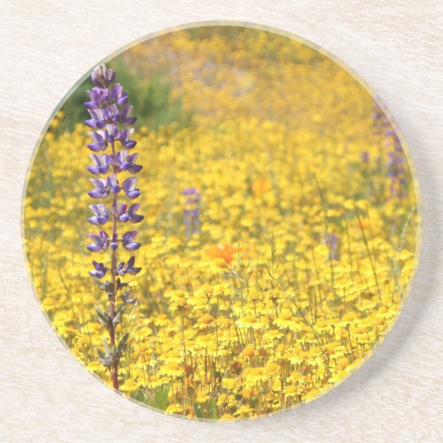 Spring coaster (Front)