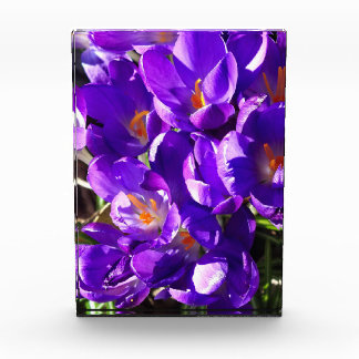 SPRING CROCUS PHOTO BLOCK