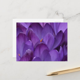 Spring Crocus Photography Postcard