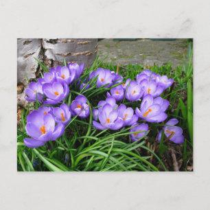 Spring Crocus Postcard