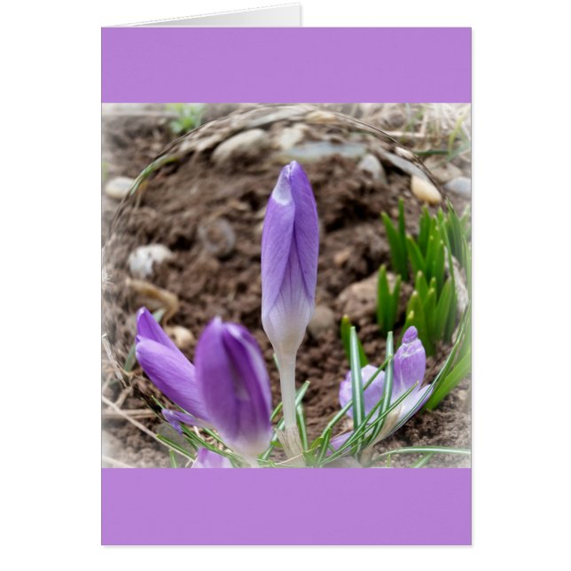 Spring crocuses (Front)