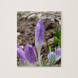 Spring crocuses jigsaw puzzle