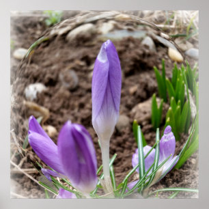 Spring crocuses poster