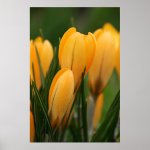 Spring Crocuses poster print