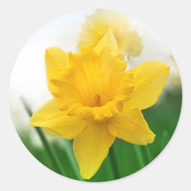 Spring daffodil classic round sticker (Front)