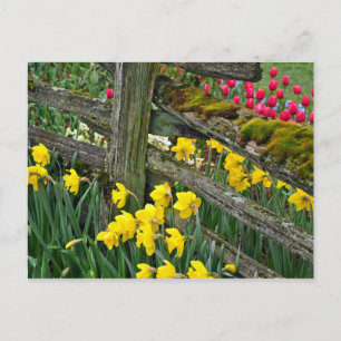 Spring daffodil print postcard