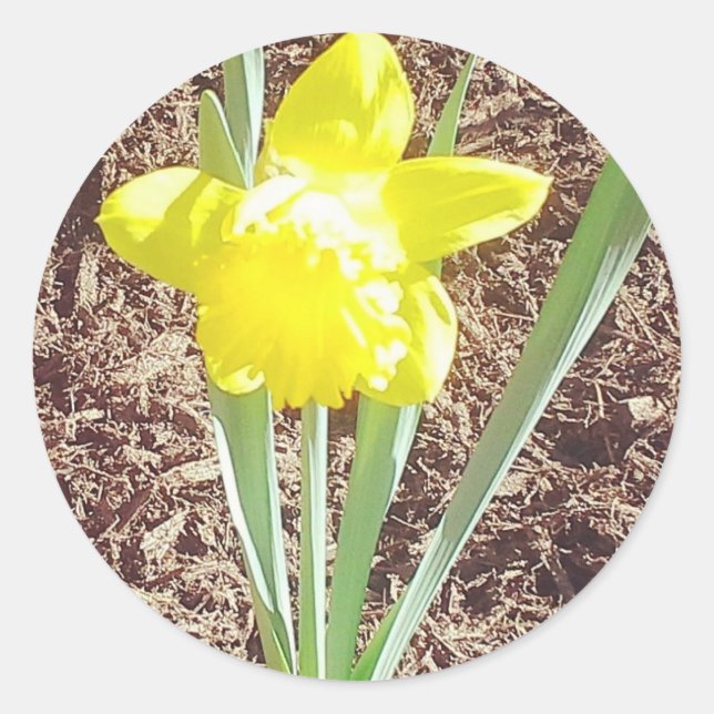 Spring Daffodil Sticker (Front)