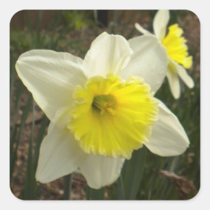Spring Daffodil Stickers