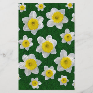 Spring Daffodils
