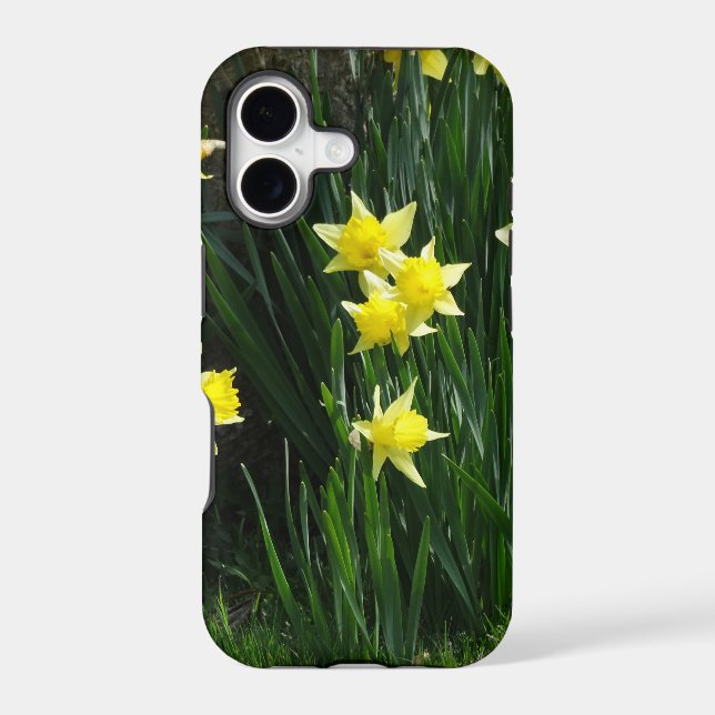 Spring Daffodils (Back)