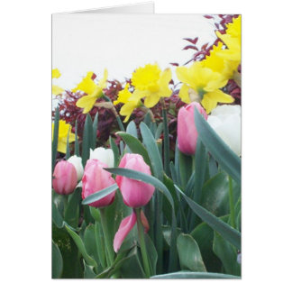 Spring Daffodils and Tulips