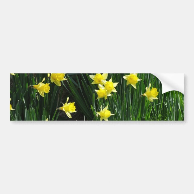 Spring Daffodils Bumper Sticker (Front)