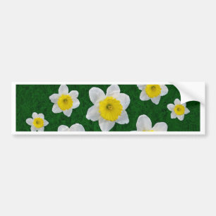 Spring Daffodils Bumper Sticker