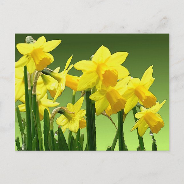 SPRING DAFFODILS by SHARON SHARPE Postcard (Front)