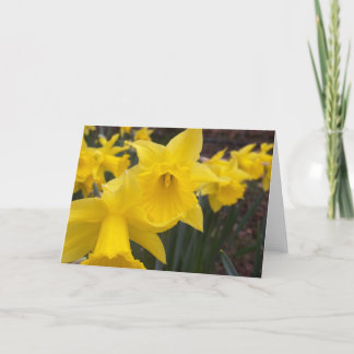 Spring daffodils card