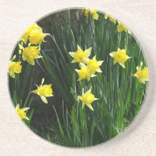 Spring Daffodils Coaster
