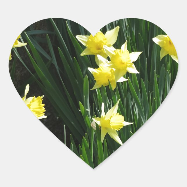 Spring Daffodils Heart Sticker (Front)