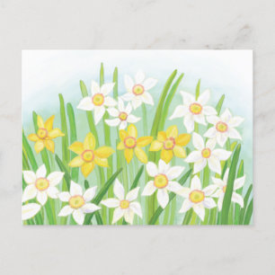 Spring Daffodils Holiday Postcard
