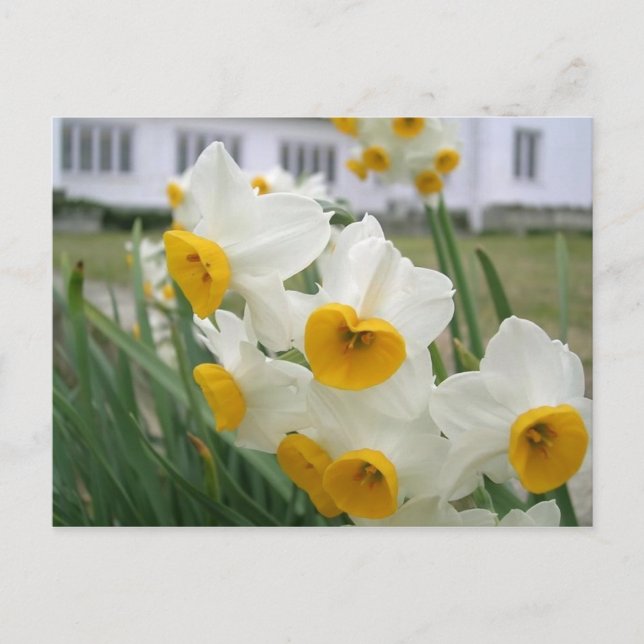 Spring Daffodils in Bloom Floral Garden Postcard (Front)