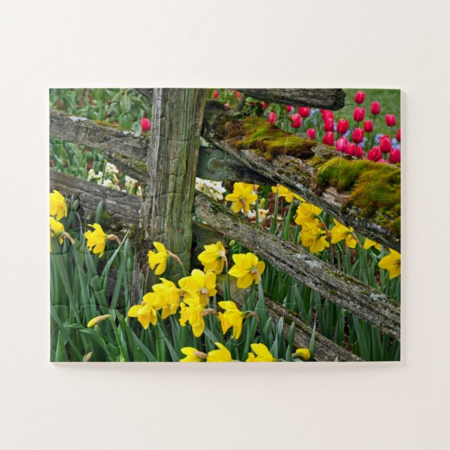 Spring daffodils jigsaw puzzle (Horizontal)