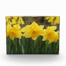 Spring Daffodils Photo Block