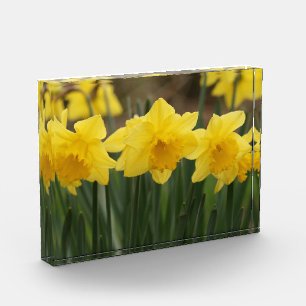 Spring Daffodils Photo Block