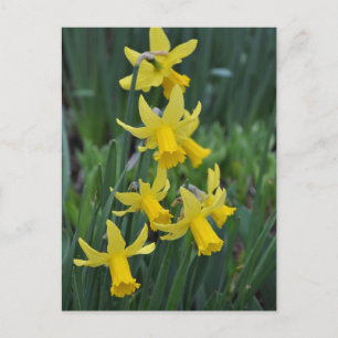 Spring daffodils postcard