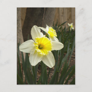 Spring Daffodils Postcard