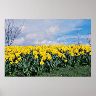 Spring daffodils, Shrewsbury, Shropshire, England Poster