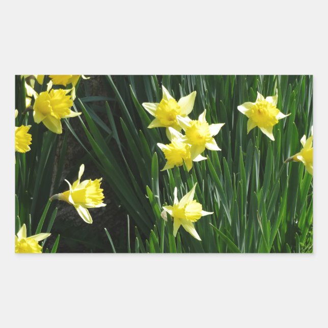 Spring Daffodils Sticker (Front)