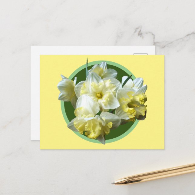 Spring Daffodils White Yellow Narcissus Flowers  Postcard (Front/Back In Situ)