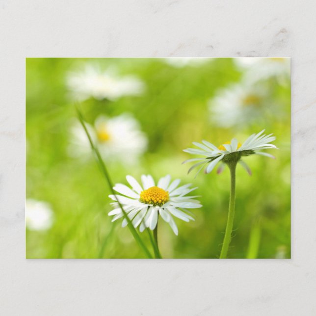 Spring daisies close up postcard (Front)