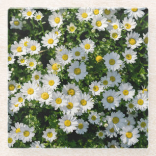 Spring Daisy Field: Serene Background Glass Coaster