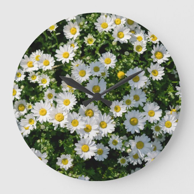 Spring Daisy Field: Serene Background Large Clock (Front)