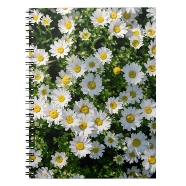 Spring Daisy Field: Serene Background Notebook (Front)