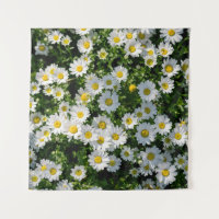 Spring Daisy Field: Serene Background