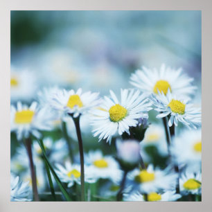 Spring daisy flower poster