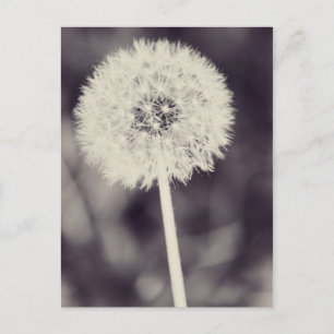 Spring Dandelion Postcard