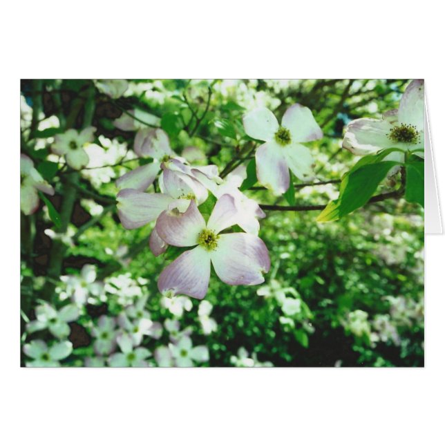 Spring Dogwood (Front Horizontal)