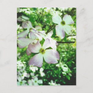 Spring Dogwood Postcard