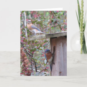 Spring Eastern Bluebirds Card
