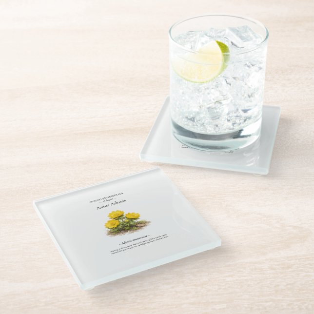 Spring Ephemerals of Japan – Amur Adonis Glass Coaster (Angled)