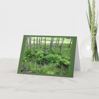 Spring Ferns In Wisconsin Blank Note Card